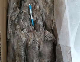 CÁ BÒ DA NHẬP KHẨU 700-1000G ĐỦ KG 